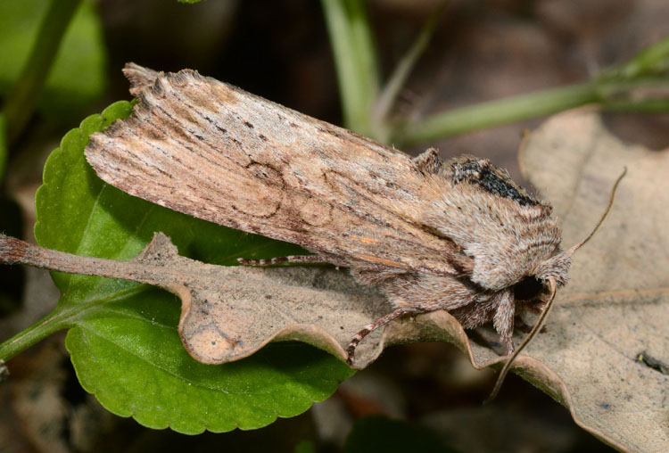 Noctuidae molto variabile